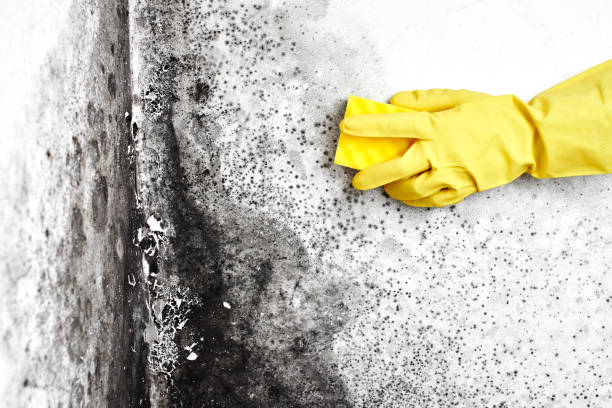 Best Same-Day Mold Removal  in Quincy, MA