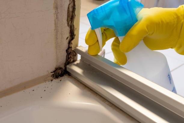 Best Mold Removal Near Me  in Quincy, MA
