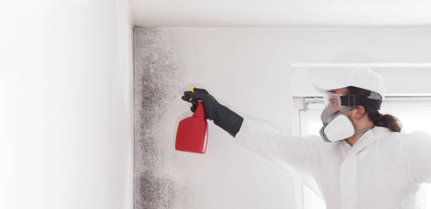 Best Mold Remediation  in Quincy, MA