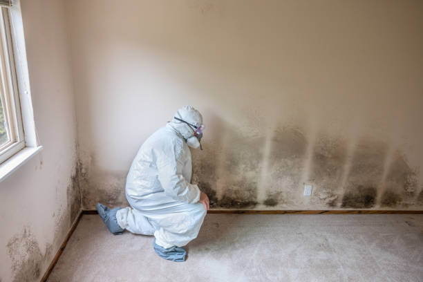 Best Mold Cleaning Services  in Quincy, MA