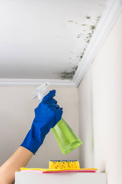 Best Affordable Mold Removal  in Quincy, MA