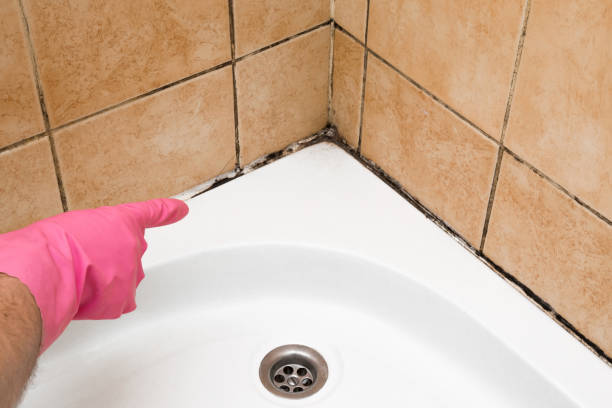 Best Mold Damage Repair  in Quincy, MA