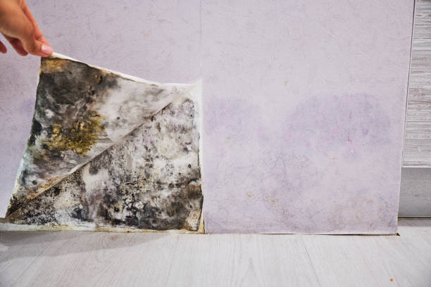 Best Black Mold Removal  in Quincy, MA